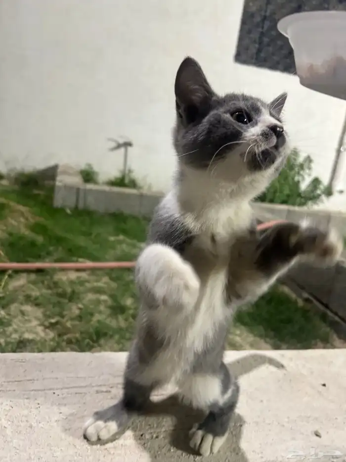 قطة صغيرة ذكر أليفه جدا 1