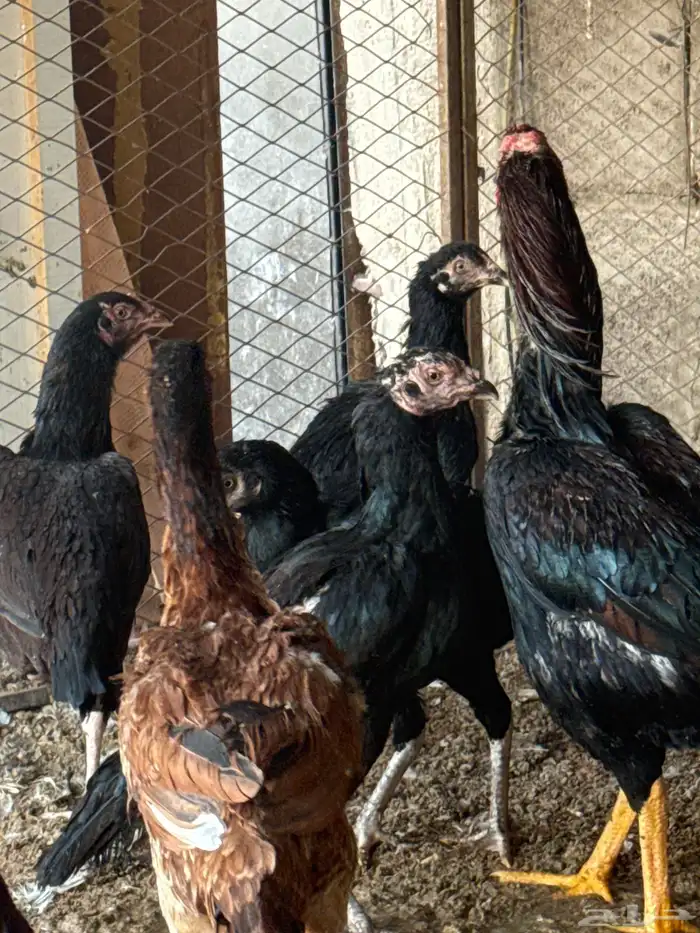 موجود دجاج باكستاني 1