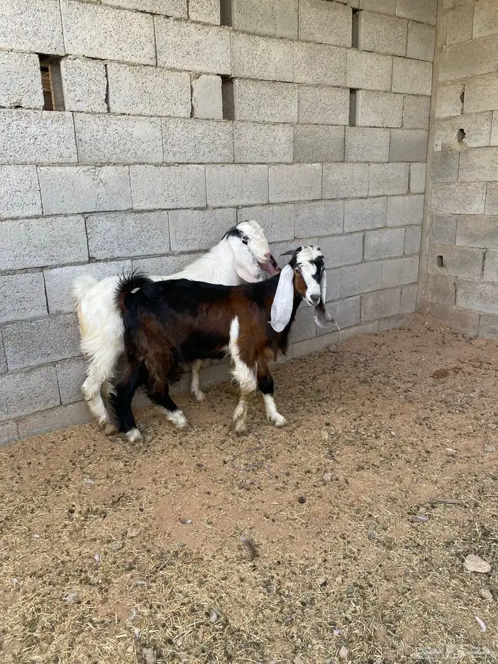 للبيع تبوس طيبه وظهور فل 0