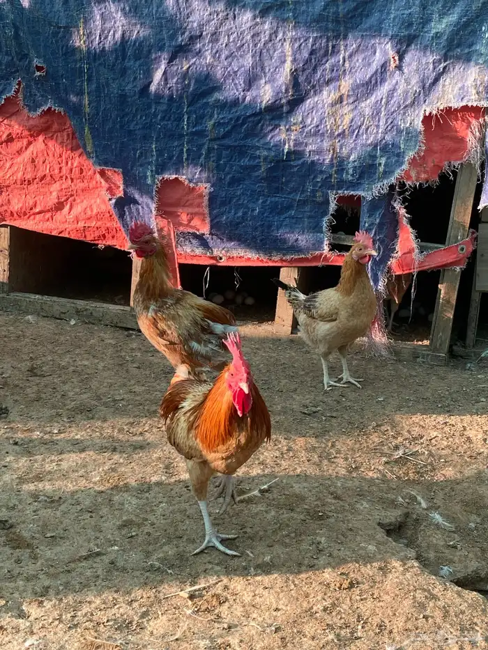للبيع دجاج وديوك بلدي عمر حول ثمان شهور 2