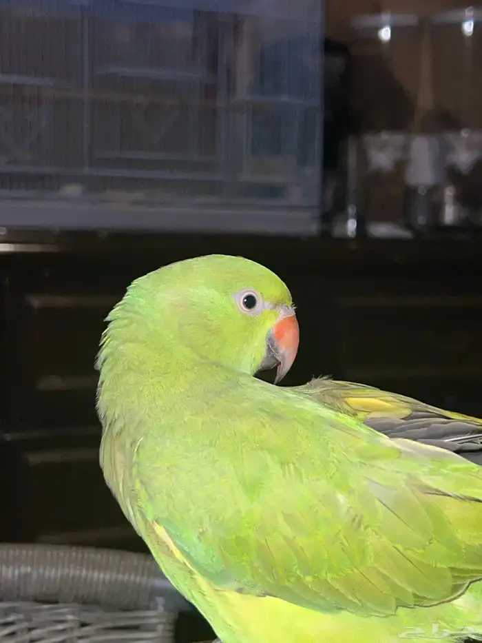 للبيع درة ببغاء الدرة 6