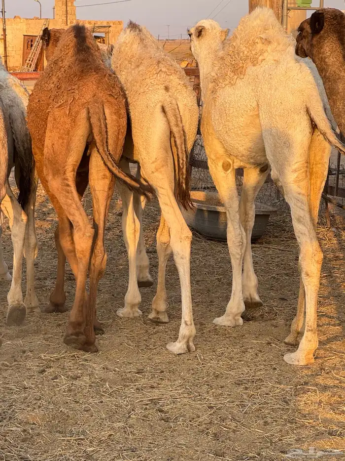 حشو طيبه للبيع 0