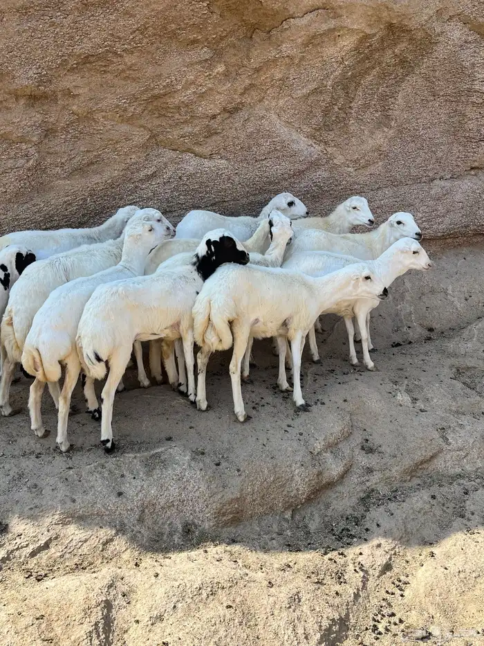 رخال رفيديات للبيع 3