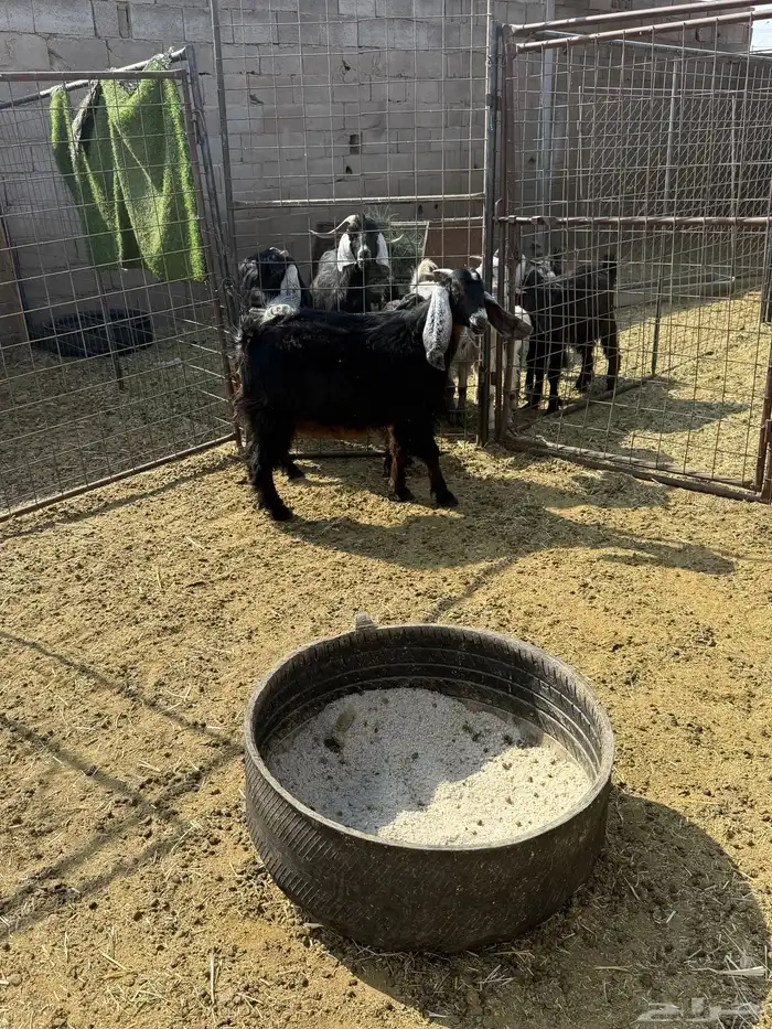 للبيع جفار ذبايح 13