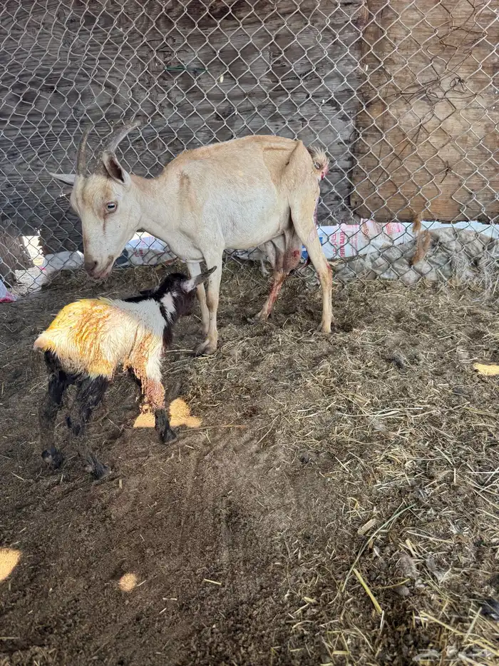 عنز قزم تحتها تيس 2