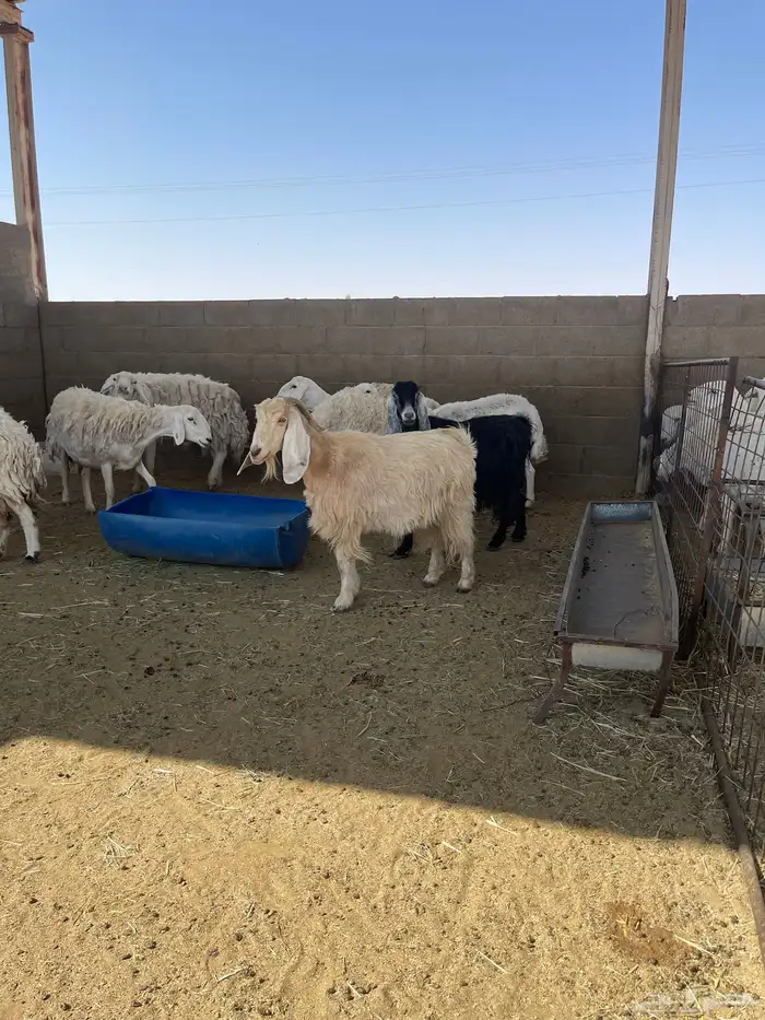 خروف فحل حري مشروط قريع 0