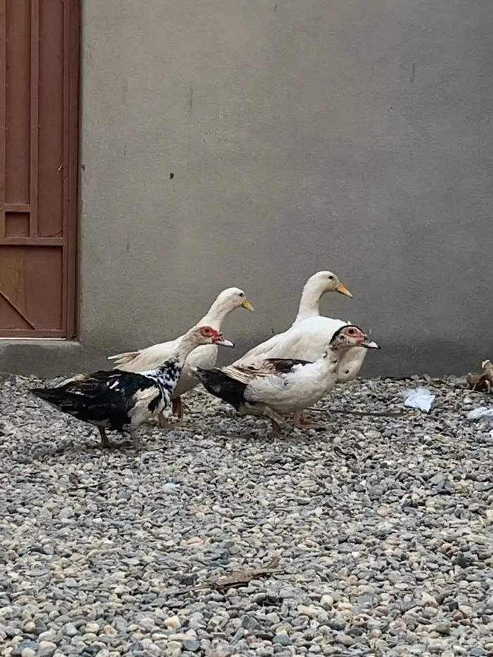 للبيع بط مشكلة خمس حبة 2