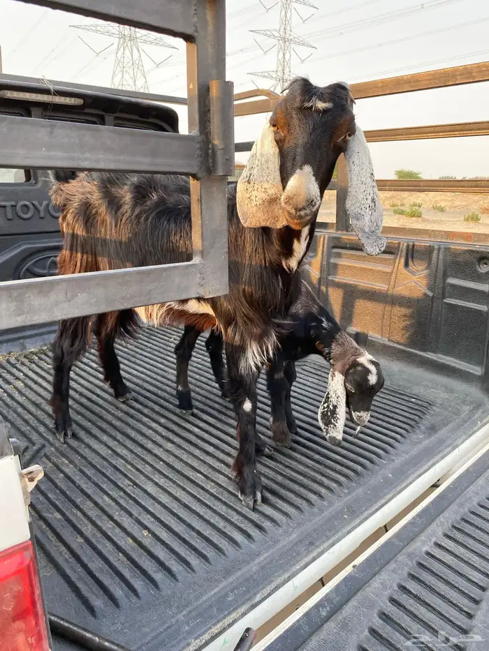 عنز جذعه تحتها تيس فحل عارضي 4