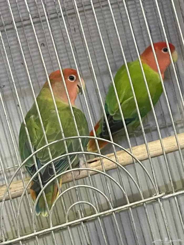 للبيع جوز روز حجم سوبر جامبو منتجين 3