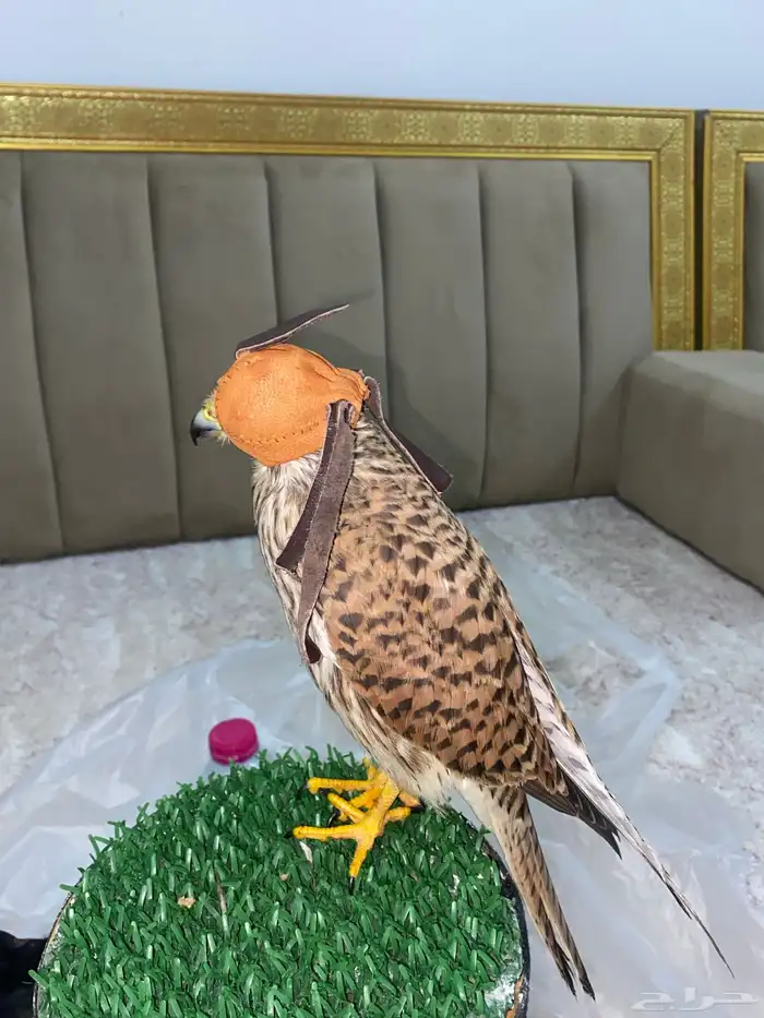 باشق الصحه 100 با 100 3