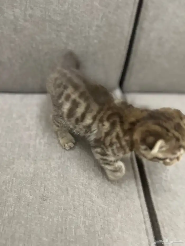 سكوتش دبل فولد مميز جدا ماشاءالله لون نادر مطعم 3