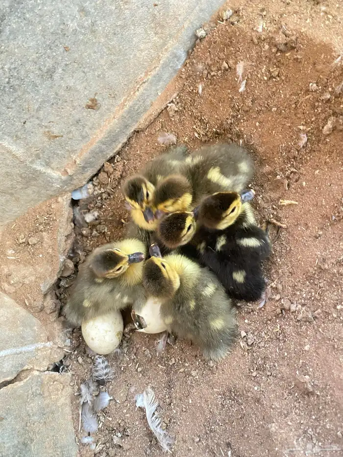 بطه مصرية مع فروخها 1