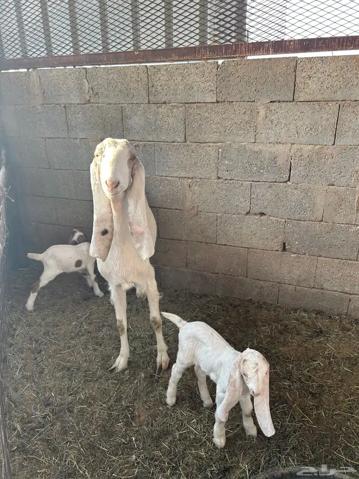 معزاء هولندية 11