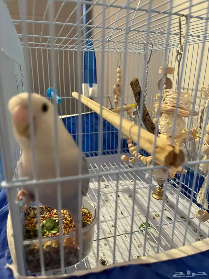 بغبغاء روز انثى تربيه 1