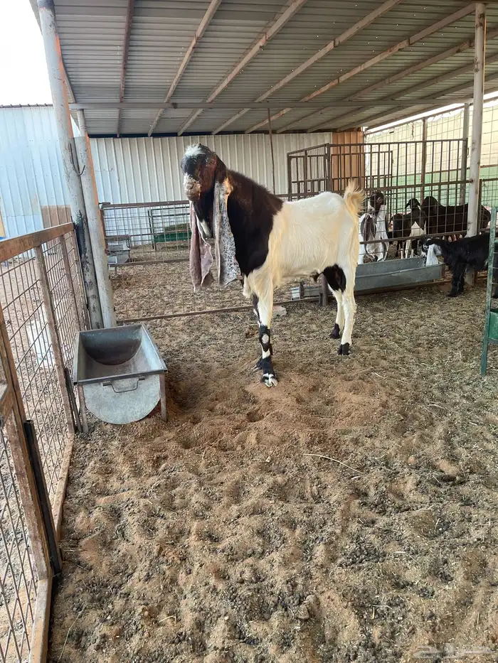 تيس هولندي معرف للبيع وانتاجه بالصور التيس طيب وانتاجه طيب 3