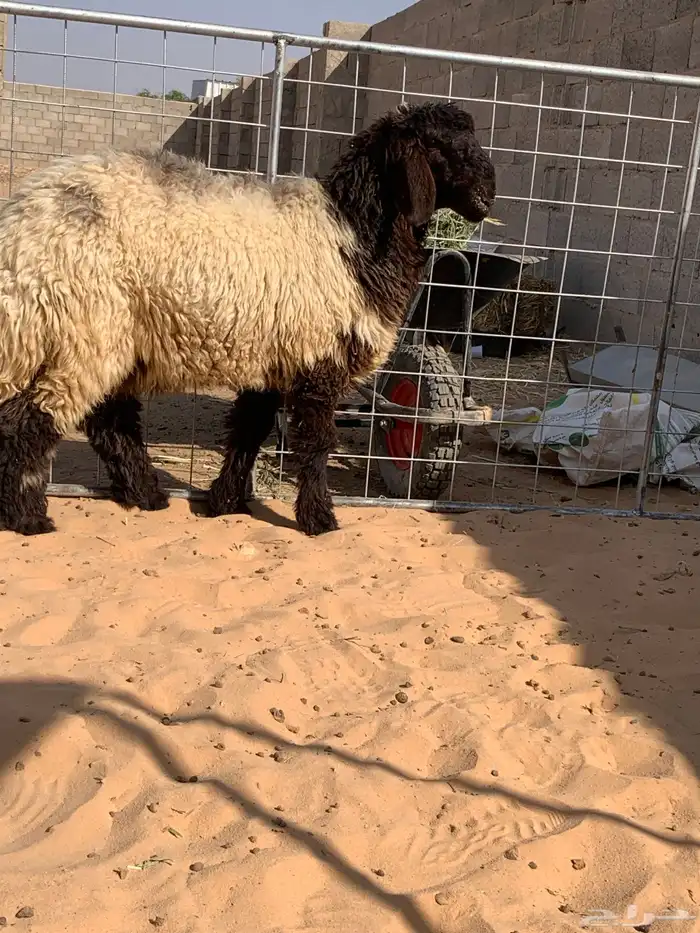 راخال صنف العمر من 6شهور الى7شهور 2