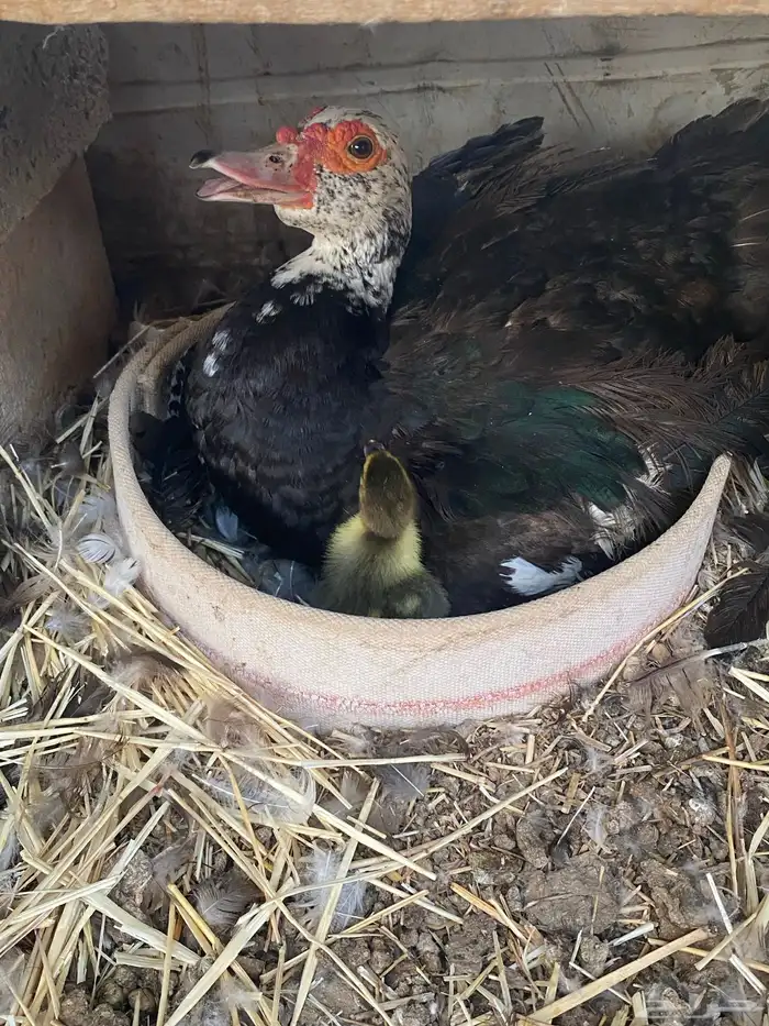 بطه مصرية مع فروخها 2