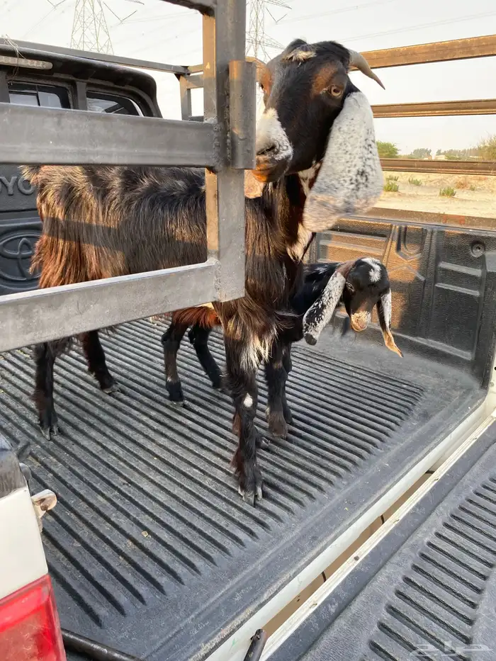 عنز جذعه تحتها تيس فحل عارضي 5