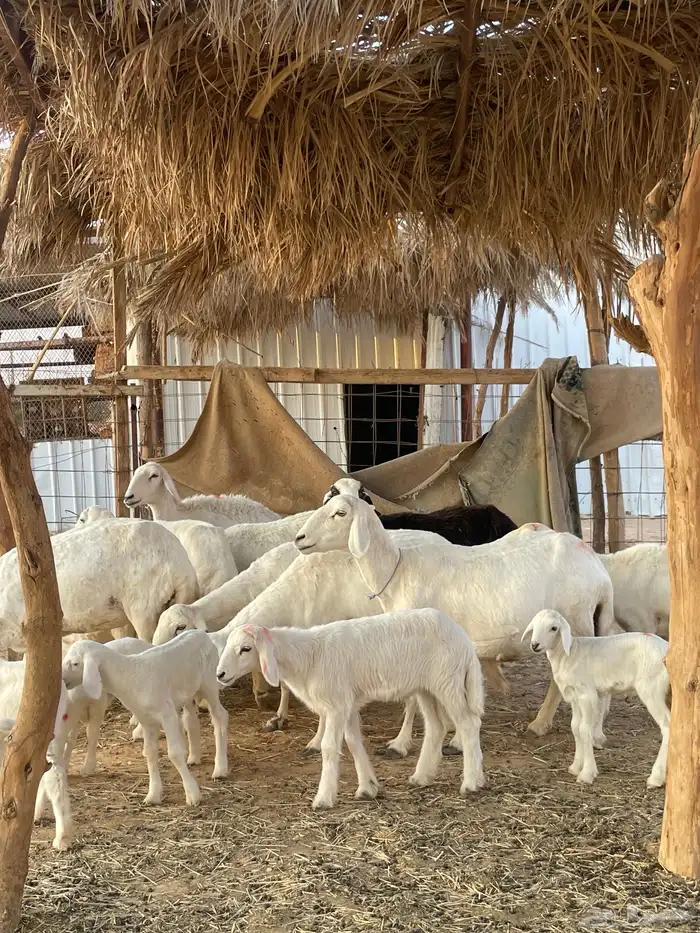 شياة حريات متابيع مقاني 5