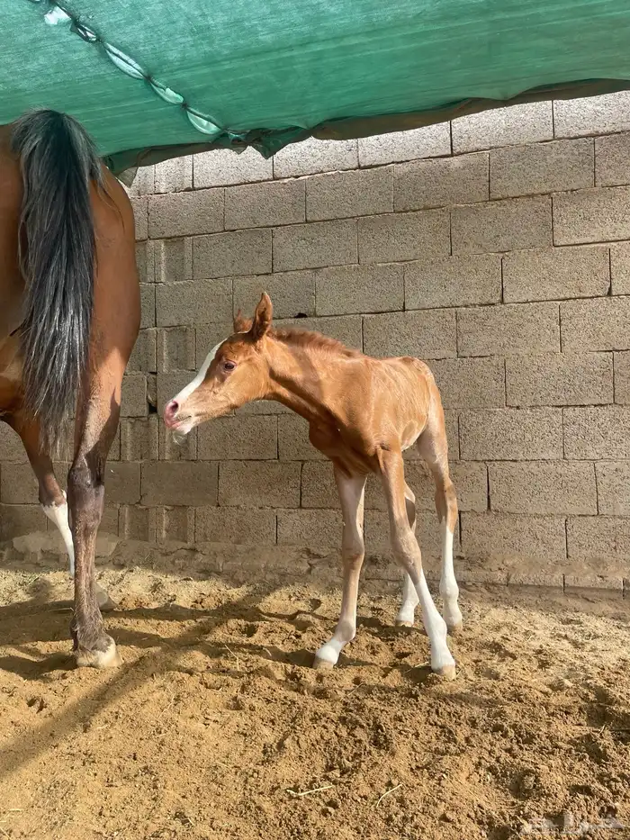 حصان فحل مربط للبيع 8