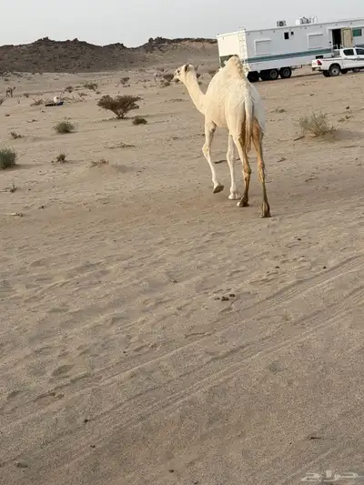 عشراء صاهوديه ثنيه تحتها بكره طيبه index