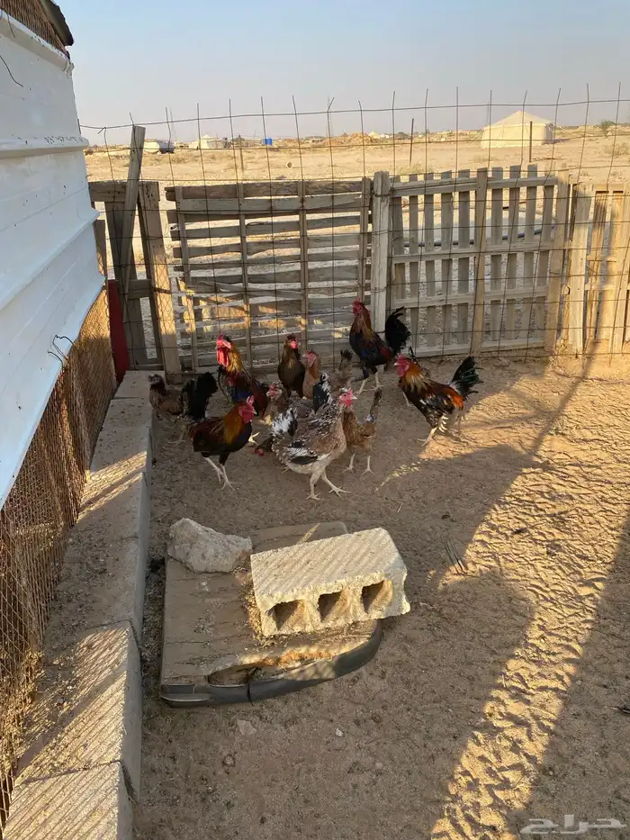 دجاج عربي للبيع 3