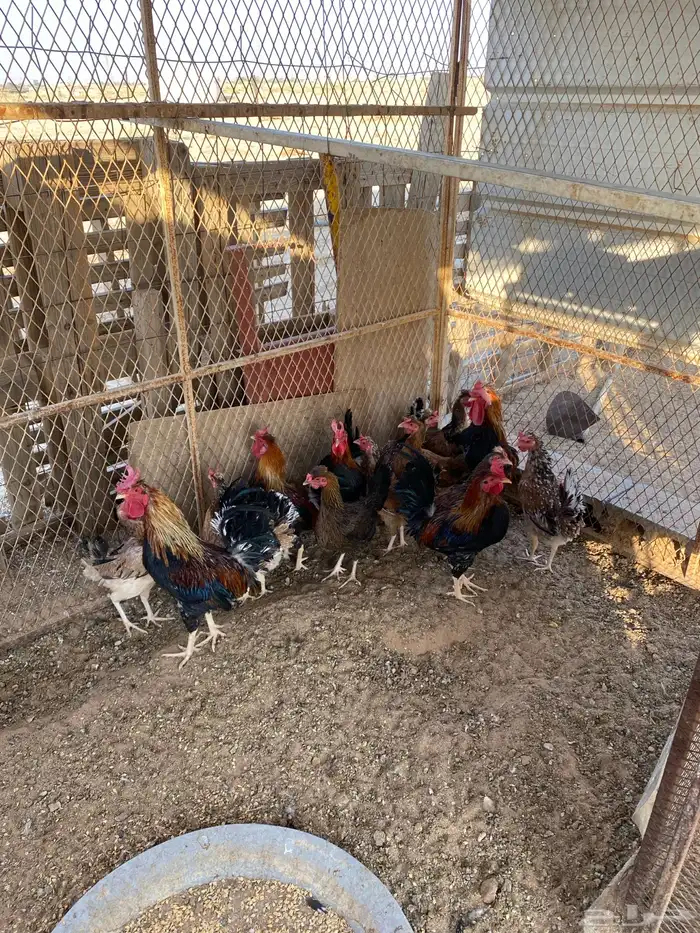 دجاج عربي للبيع 6