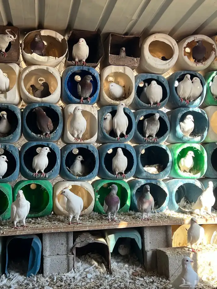 للبيع حمام فرنسي شرط الانتاج 1