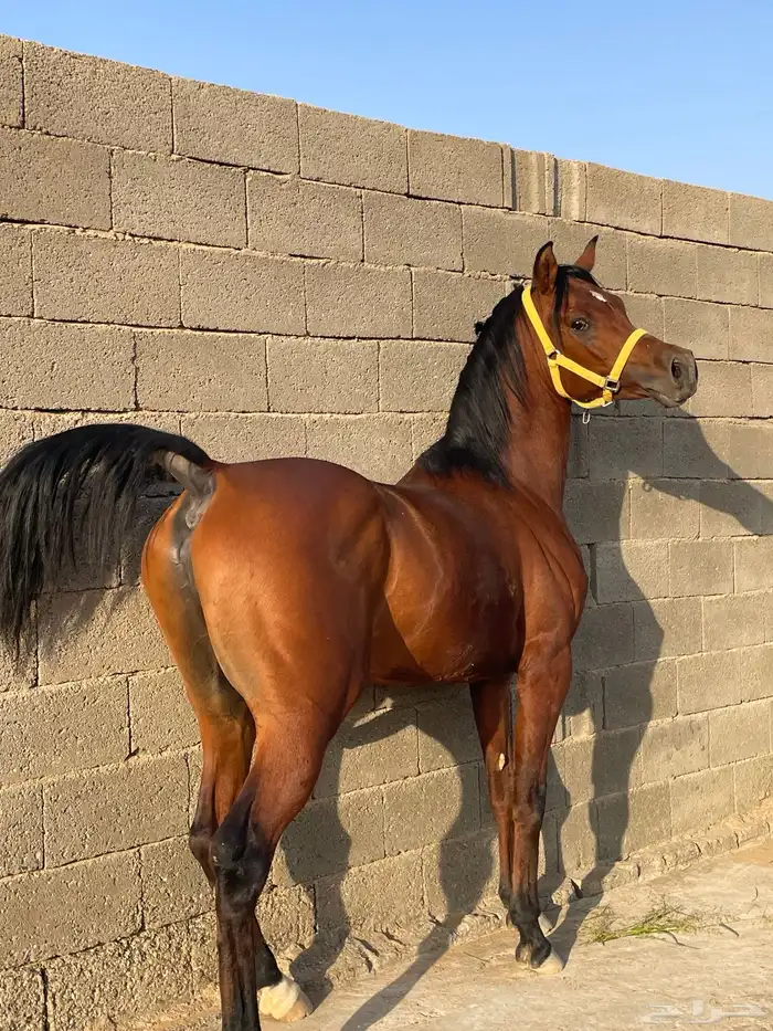 حصان فحل مربط للبيع 0