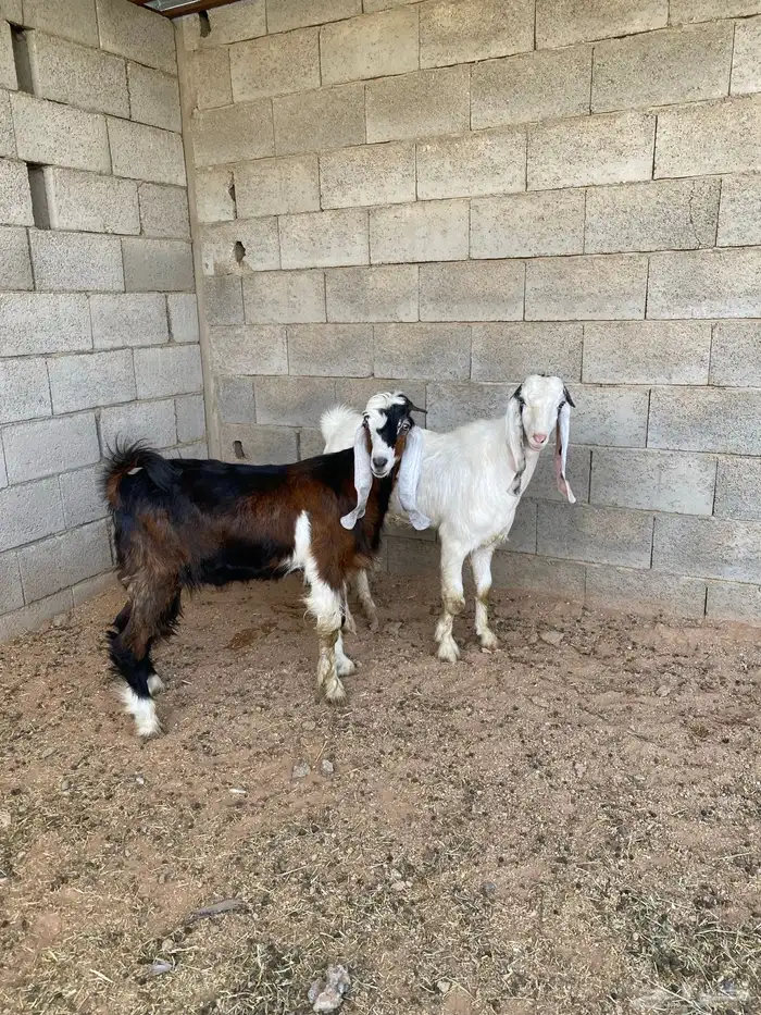 للبيع تبوس طيبه وظهور فل 1