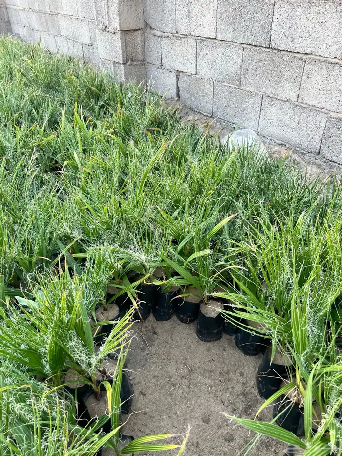 نخل واشنطونيا السعر 2 ريال فقط 4