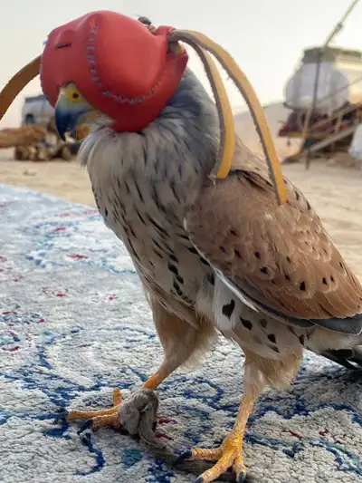 شبوط شرياص index