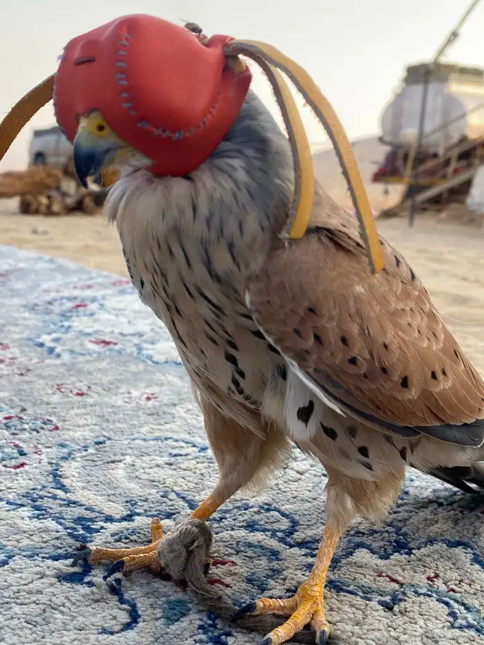 شبوط شرياص 2