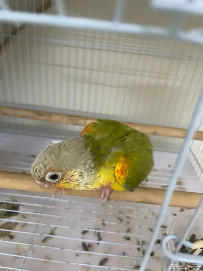 فرخ كنيور اناناس وصبغة حلوه (تم البيع) 1