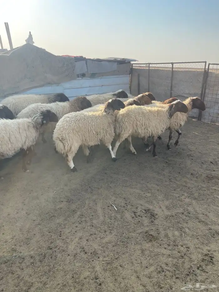 للبيع غنم نعيم مراح واحد جذعات وثناوات دفيع مع فحلها 4