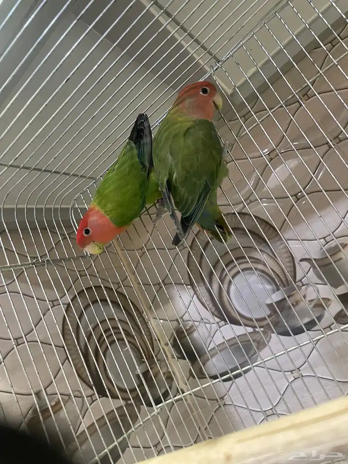 للبيع جوز روز حجم سوبر جامبو منتجين 1