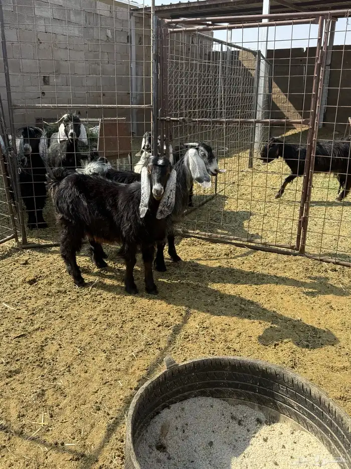 للبيع جفار ذبايح 6