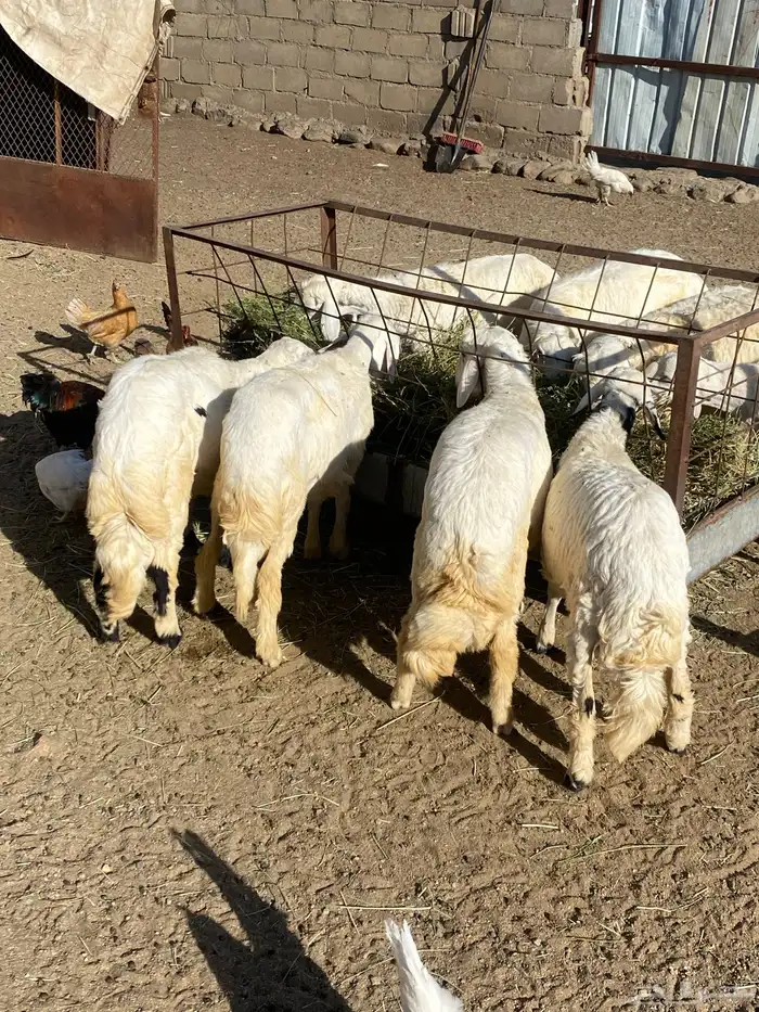 للبيع خرفان ورخال 0