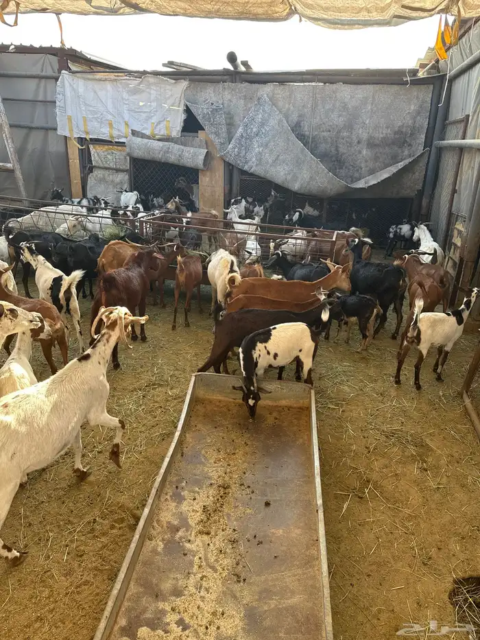 معزاء مشكلة بيشيات وجبلية 6