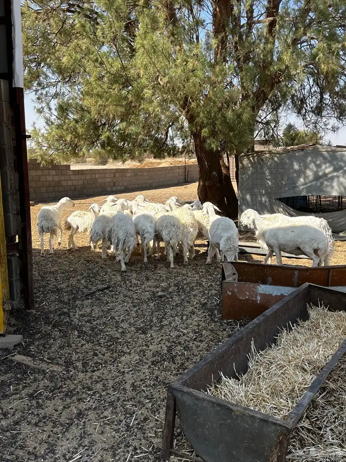 حلال حري للبيع 0