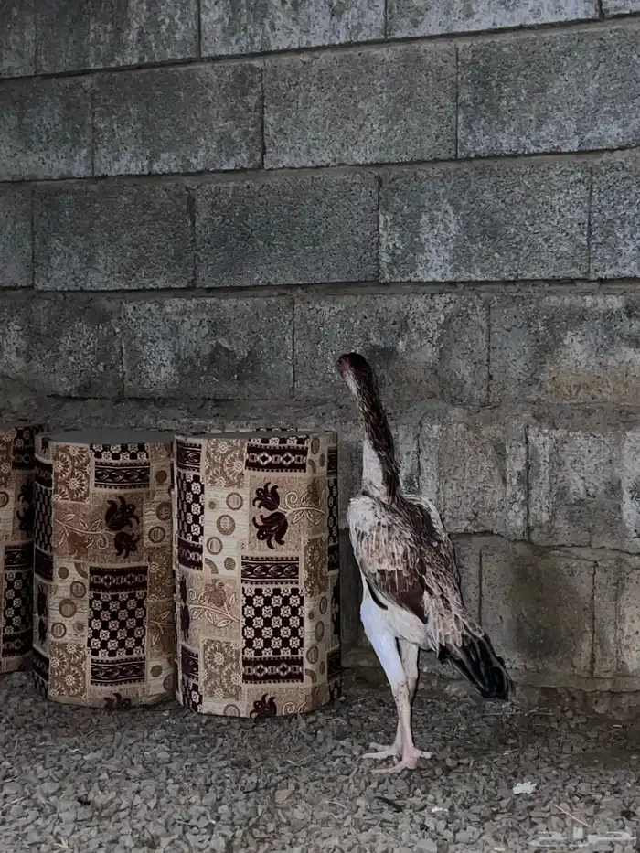 دجاجة شامو ياباني 2