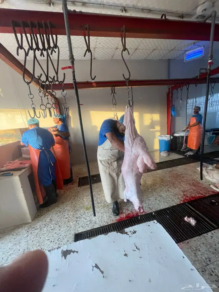 ذبايح طيبه نعيمي حري واسعار منافسه 1