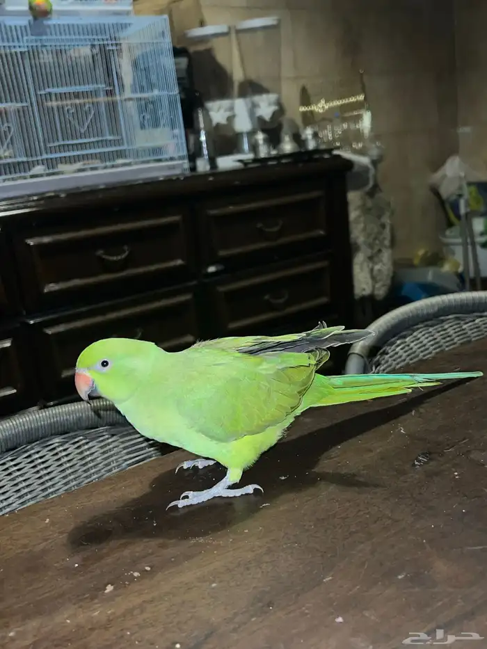 للبيع درة ببغاء الدرة 9