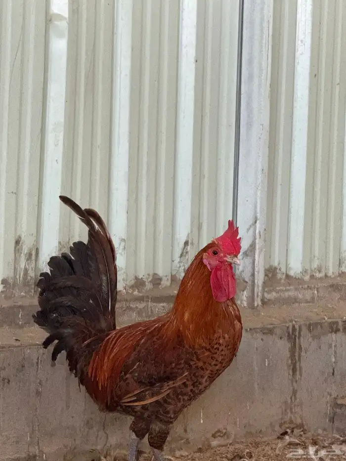 للبيع دياكه 3