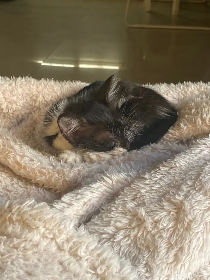 كتن تكسيدو للتبني 5