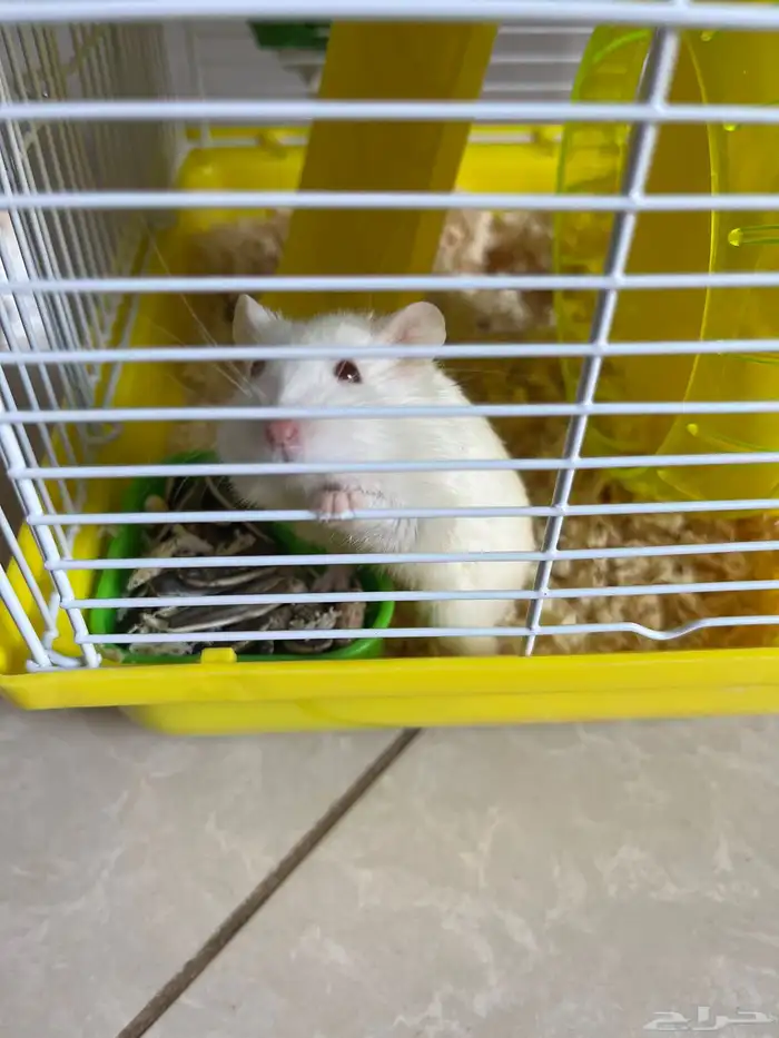 هامستر مدري وش نوعه بالضبط بس توي شاريه ومحد من اخواني يبيه 1