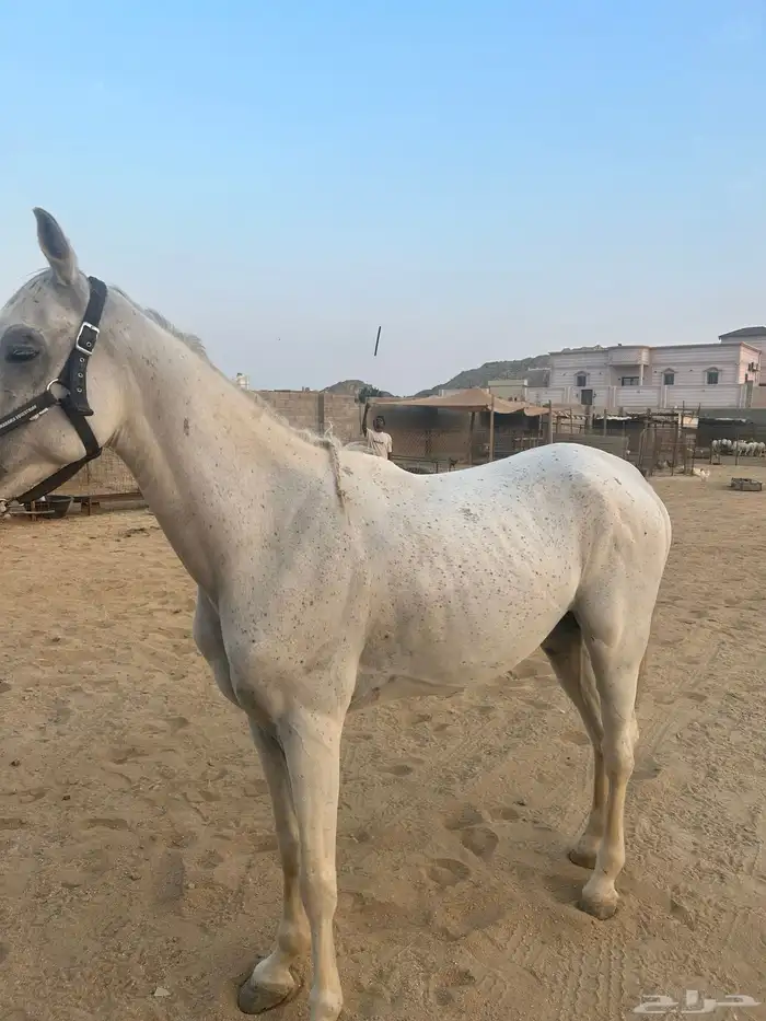 حصان واهو للبيع 1