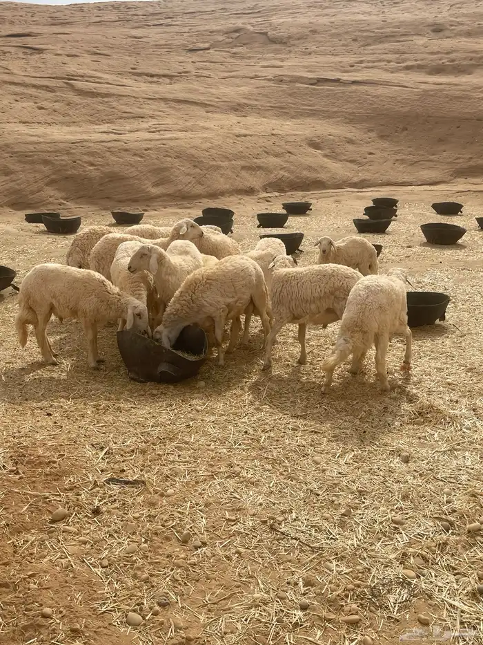 خرفان حريات 17