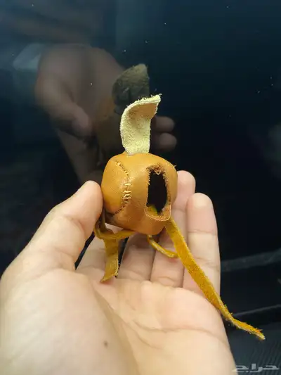 للبيع طير شبوط او باشق شرياص index