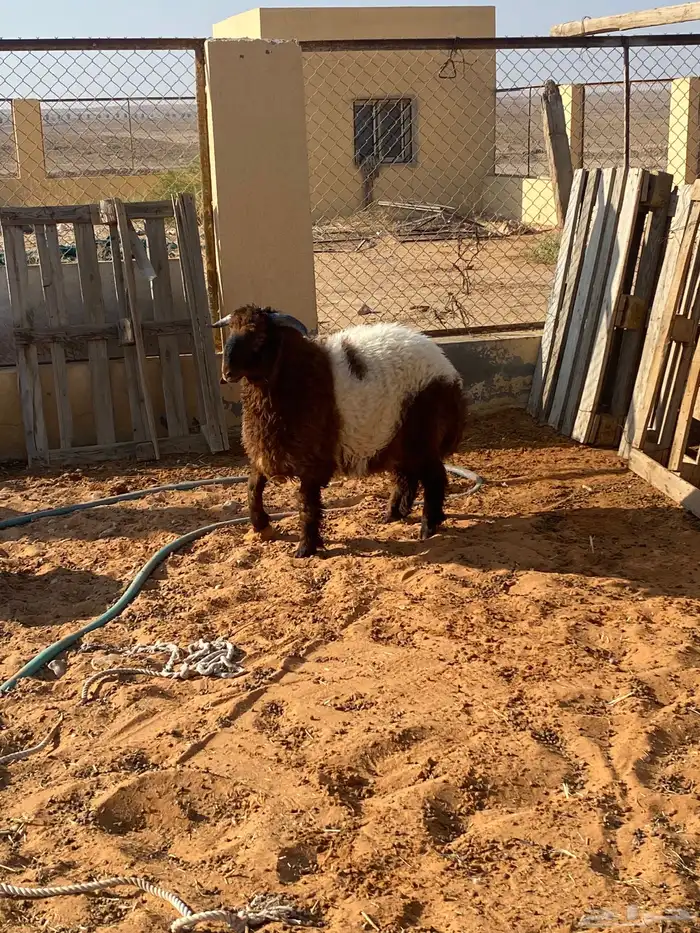 خروف نعيمي 0